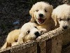  - Des petits golden retrievers toujours joueurs