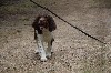  - Des springers spaniels toujours aussi toniques