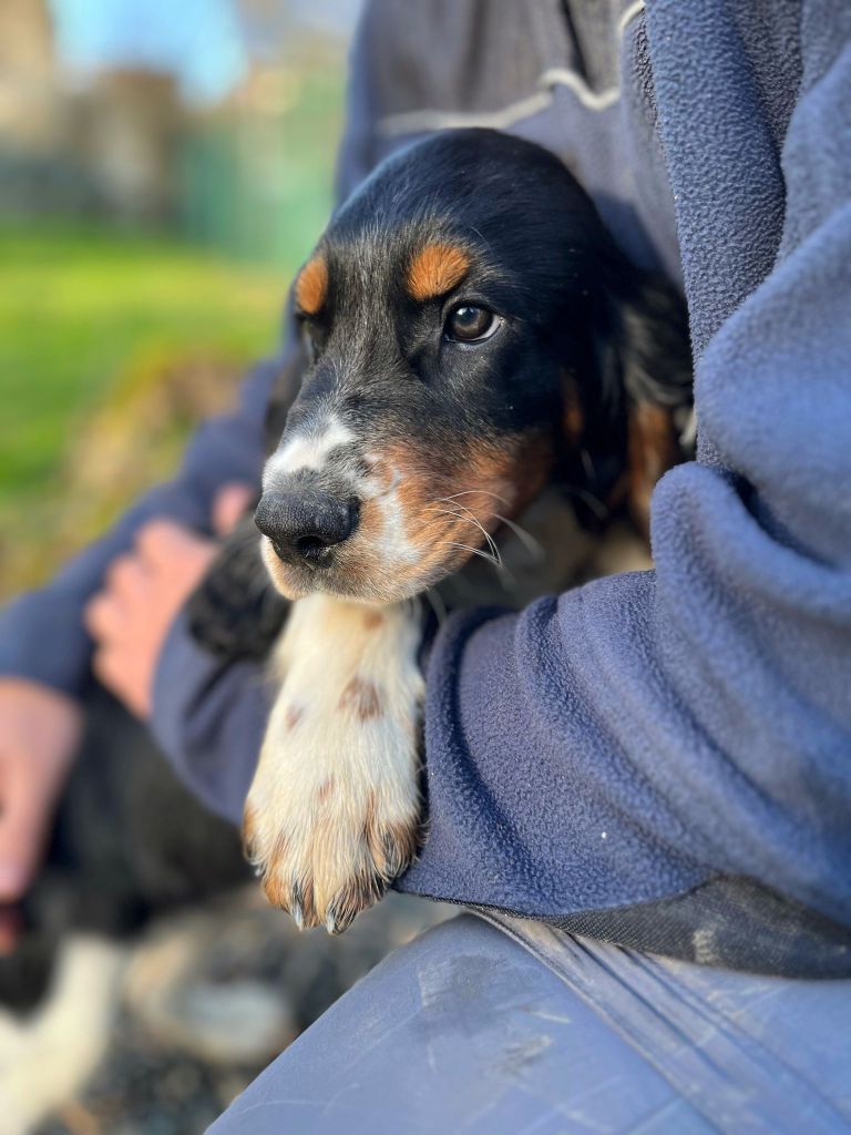 du Marais de Saintonge - Chiot disponible  - English Springer Spaniel