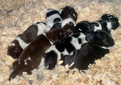 du Marais de Saintonge - Chien d'arrêt allemand à poil dur - Portée née le 08/05/2024