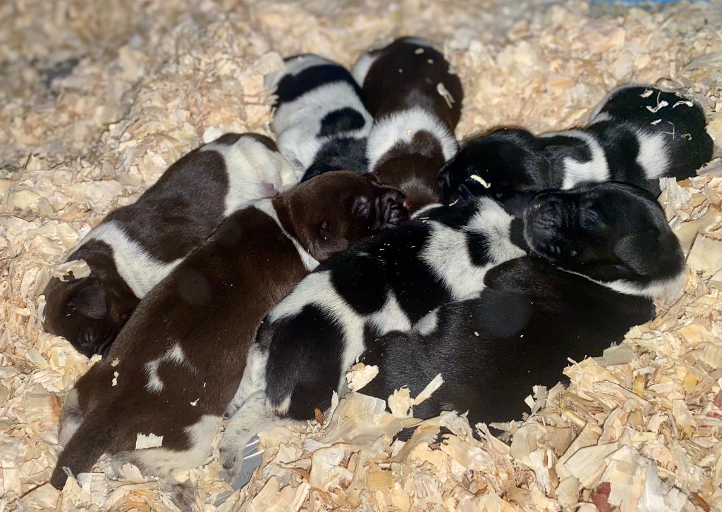 chiot Chien d'arrêt allemand à poil dur du Marais de Saintonge