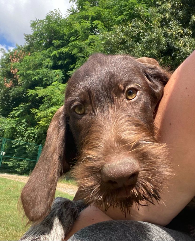 du Marais de Saintonge - Chiot disponible  - Chien d'arrêt allemand à poil dur