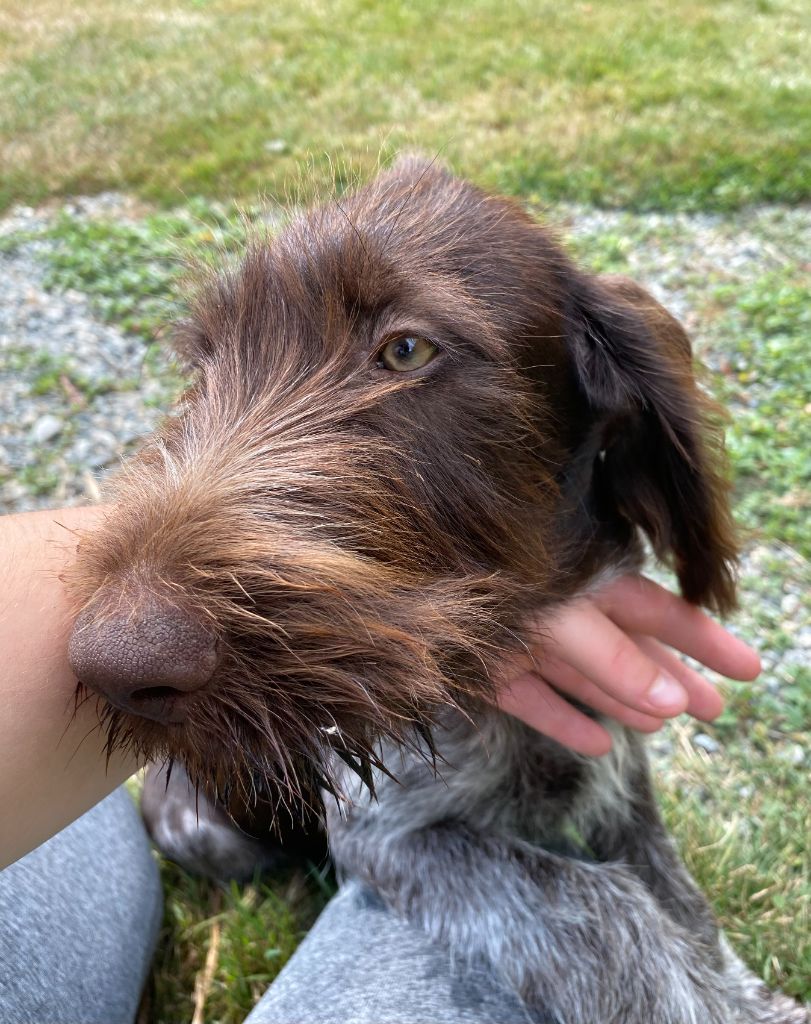 du Marais de Saintonge - Chiot disponible  - Chien d'arrêt allemand à poil dur