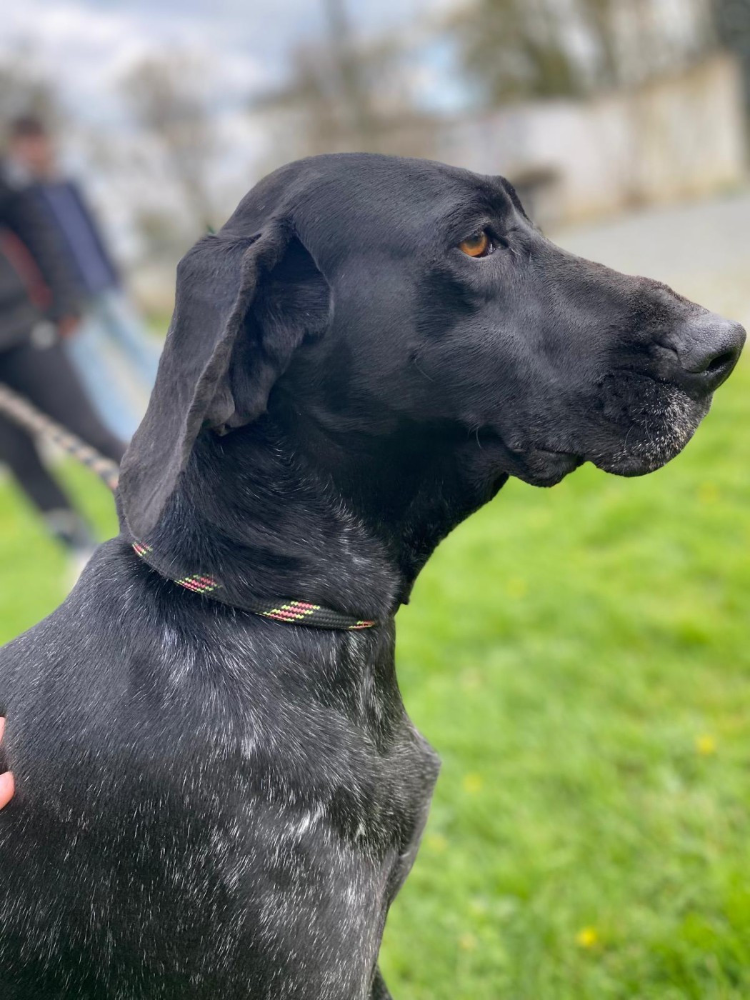 Pistache du Marais de Saintonge