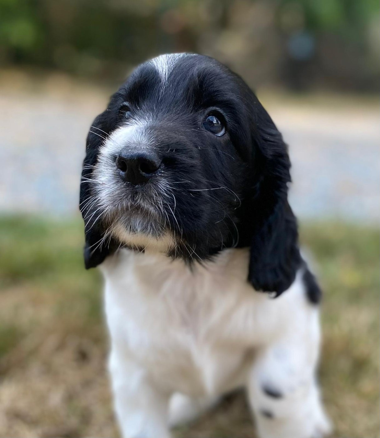 du Marais de Saintonge