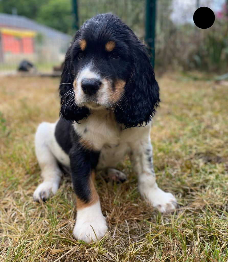 du Marais de Saintonge - Chiots disponibles - English Springer Spaniel
