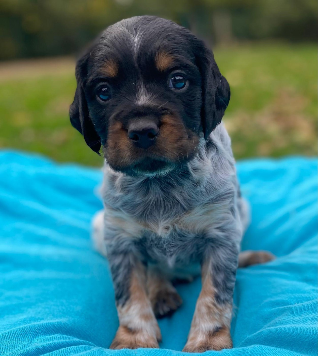 du Marais de Saintonge - Chiots disponibles - Epagneul Breton