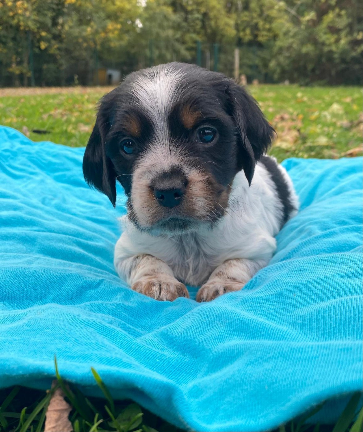 du Marais de Saintonge - Chiots disponibles - Epagneul Breton