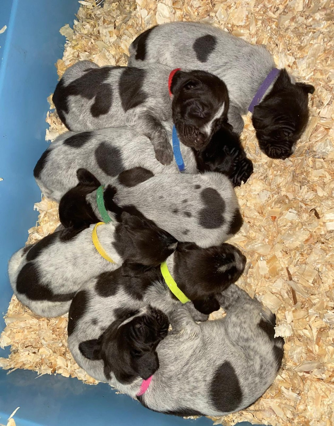 Chiot Chien d'arrêt allemand à poil dur du Marais de Saintonge