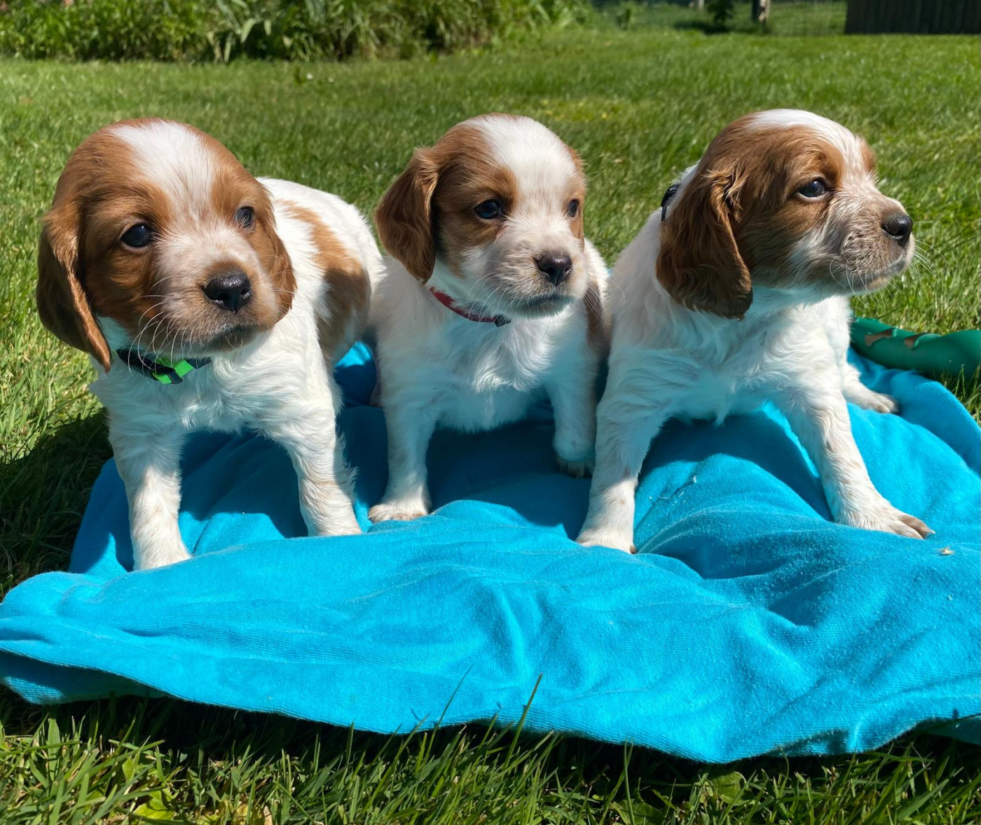 Chiot Epagneul Breton du Marais de Saintonge