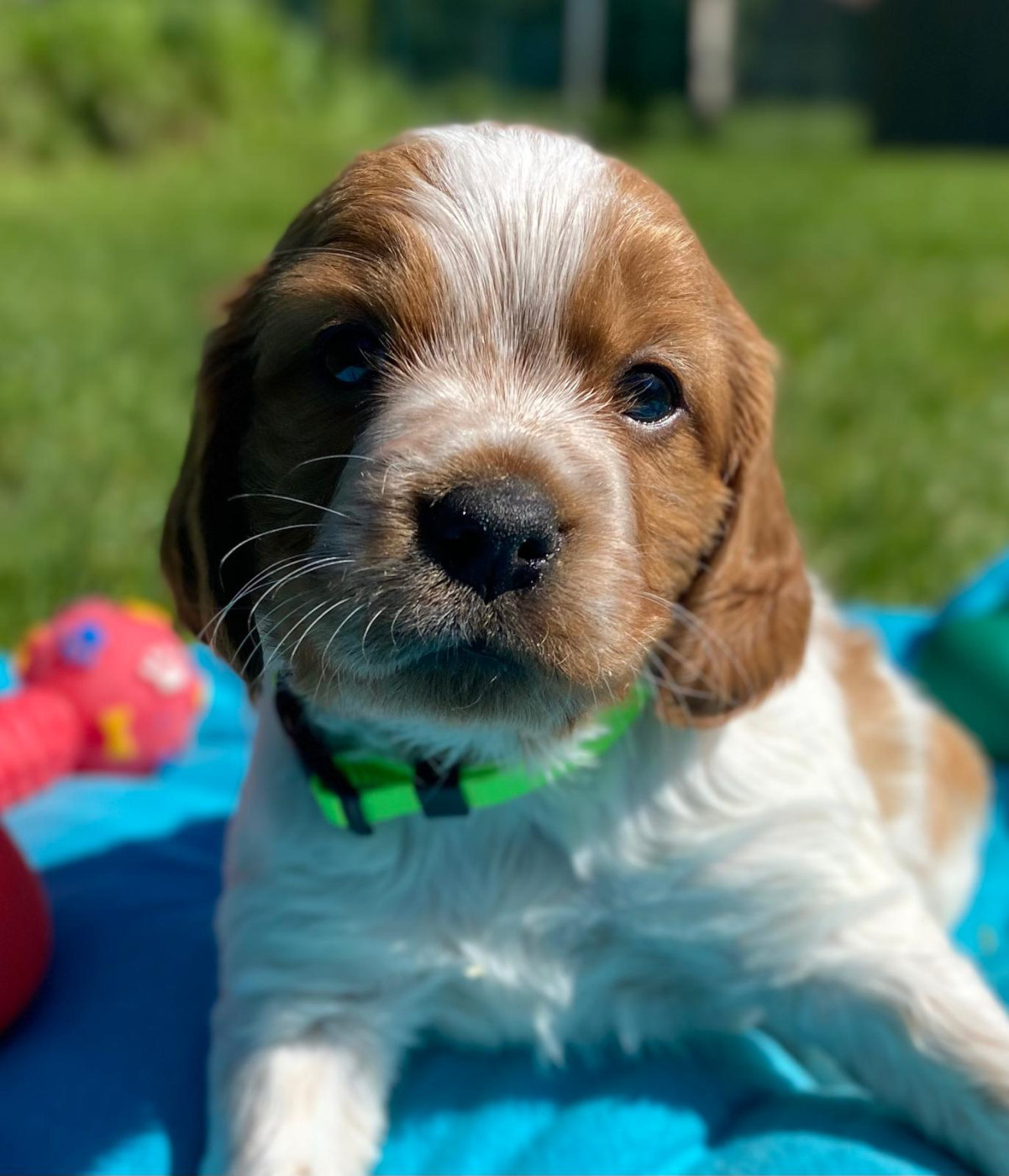 du Marais de Saintonge - Chiots disponibles - Epagneul Breton