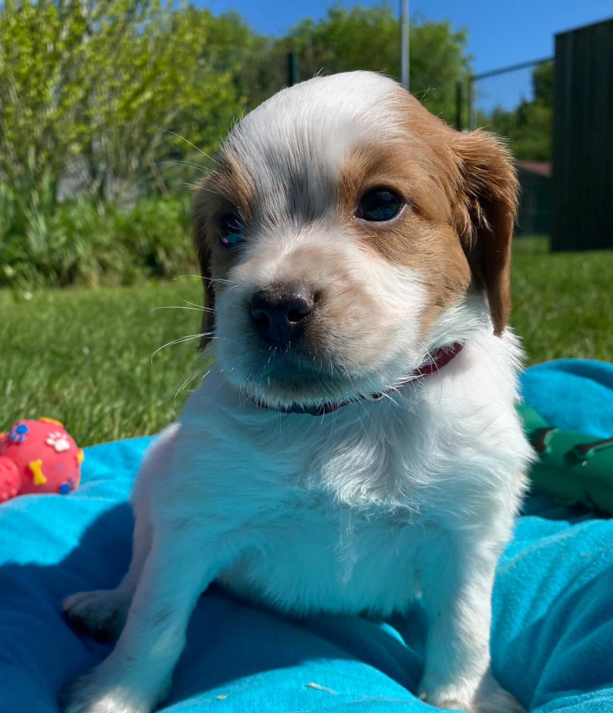 du Marais de Saintonge - Chiots disponibles - Epagneul Breton