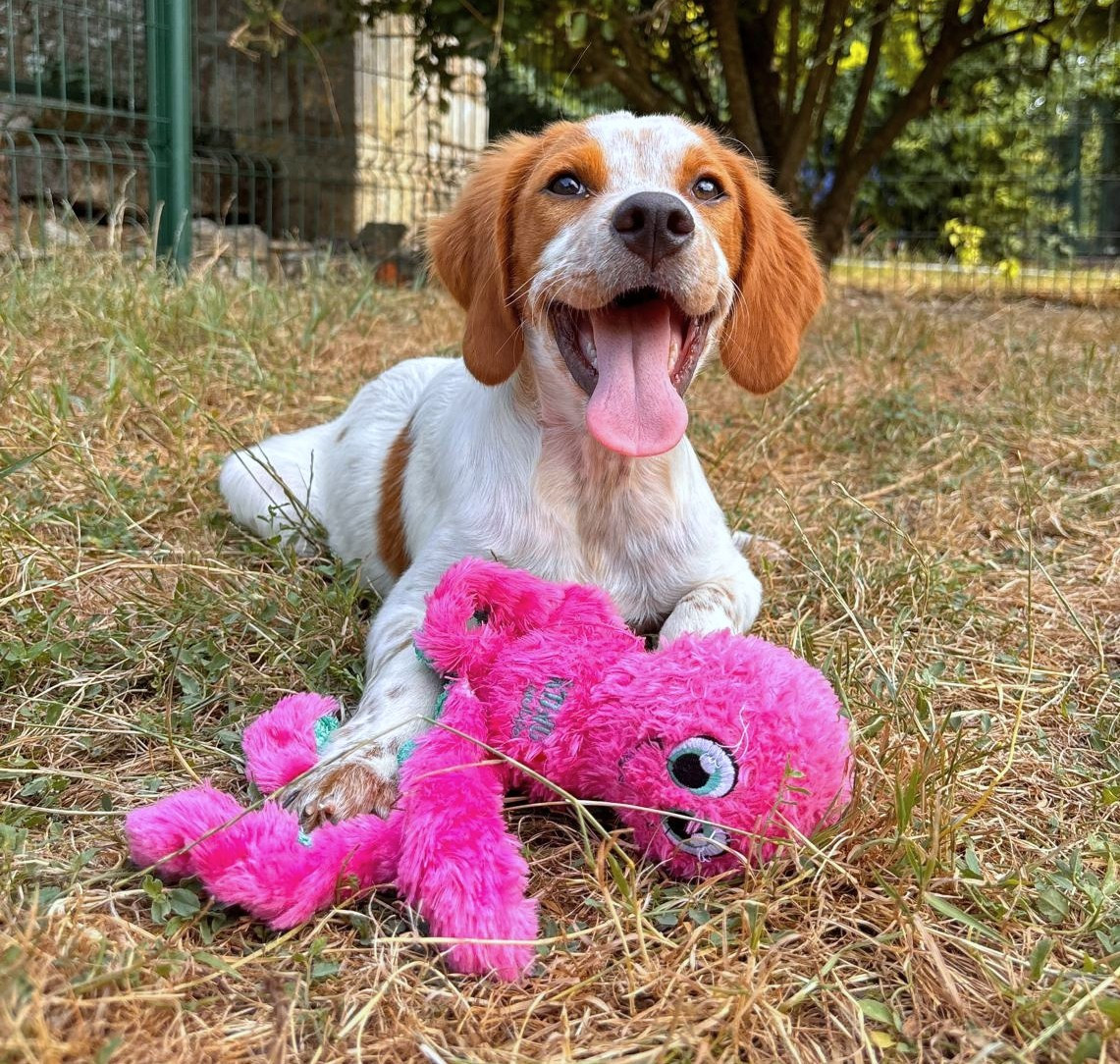 du Marais de Saintonge - Chiots disponibles - Epagneul Breton