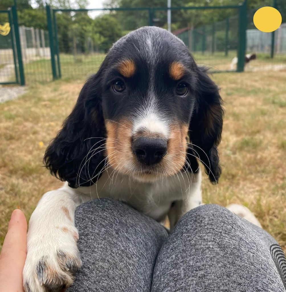 du Marais de Saintonge - Chiots disponibles - English Springer Spaniel