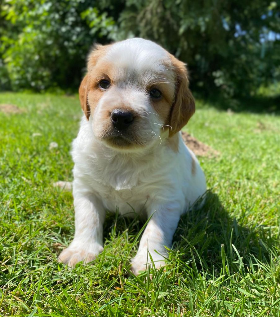 du Marais de Saintonge - Chiots disponibles - Epagneul Breton