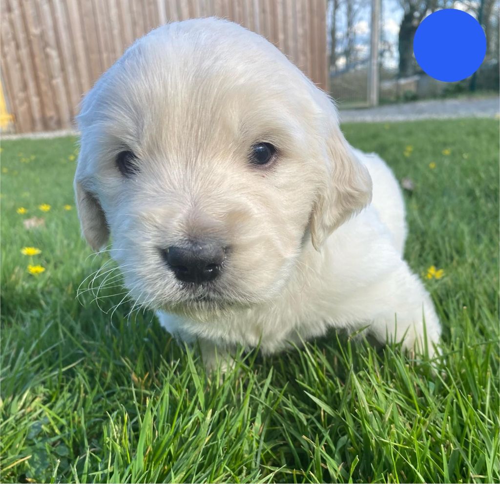 du Marais de Saintonge - Chiots disponibles - Golden Retriever