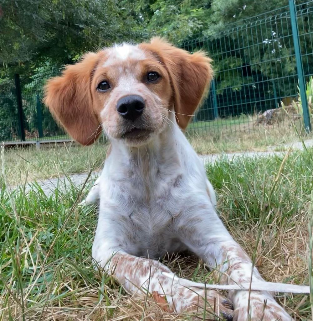 du Marais de Saintonge - Chiots disponibles - Epagneul Breton