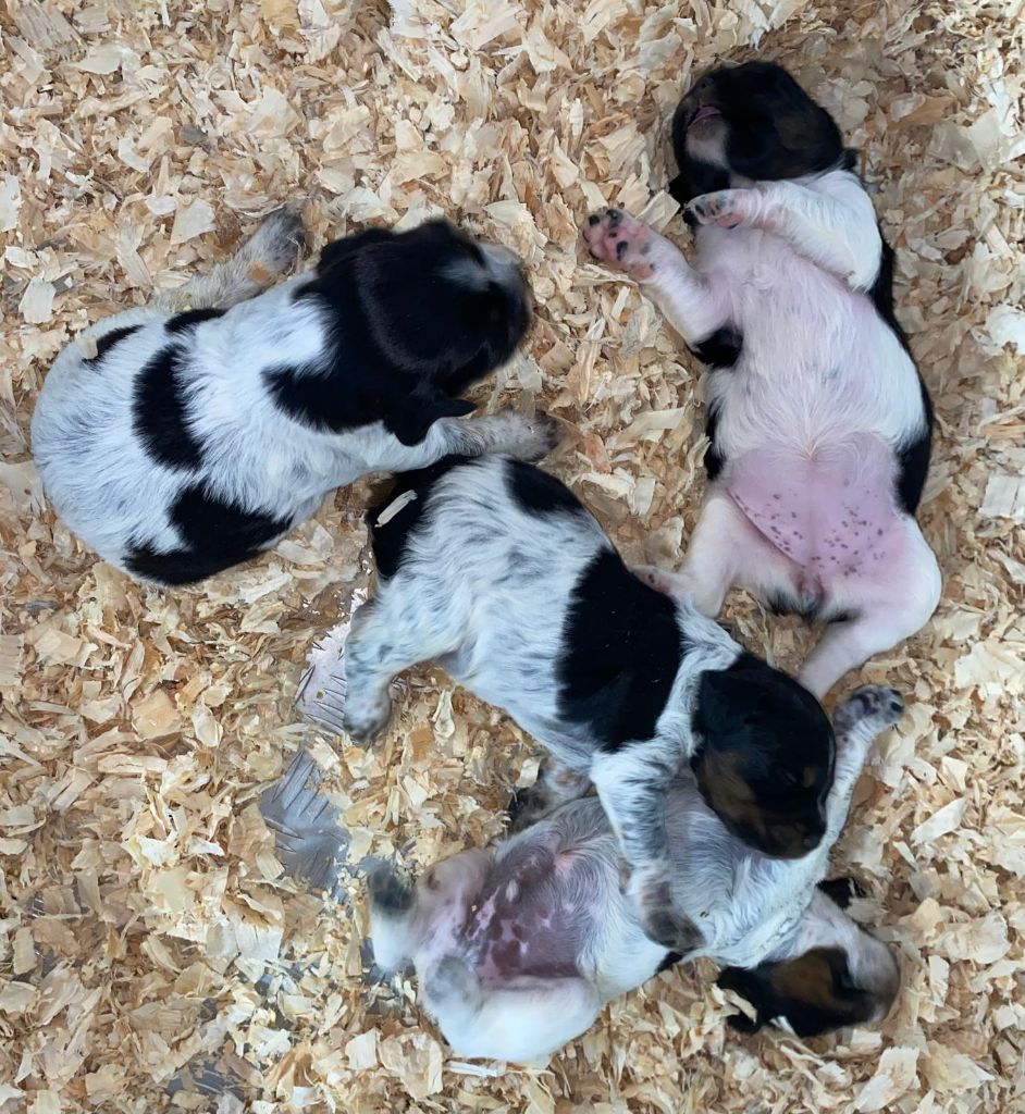 Chiot Epagneul Breton du Marais de Saintonge