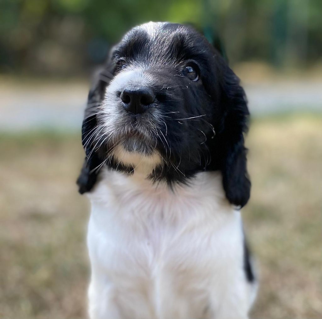 du Marais de Saintonge - Chiots disponibles - English Springer Spaniel