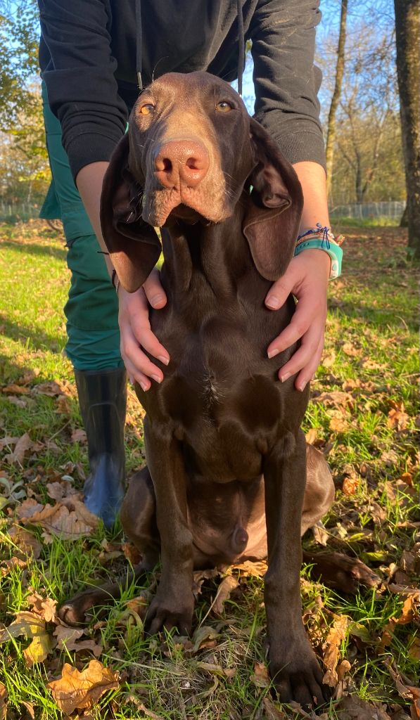 du Marais de Saintonge - Chiots disponibles - Braque allemand à poil court