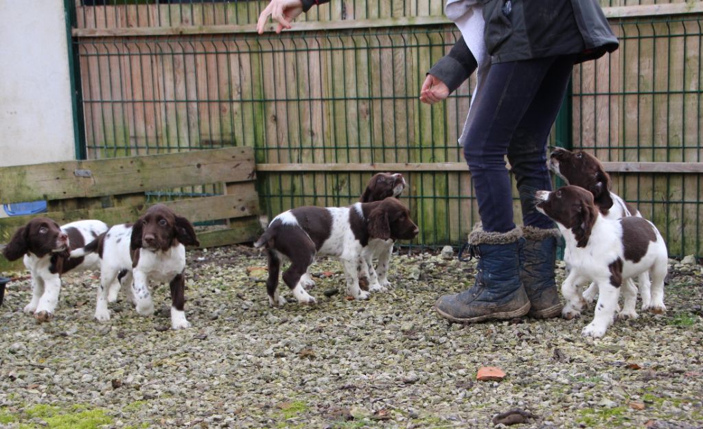 du Marais de Saintonge - English Springer Spaniel - Portée née le 01/12/2019