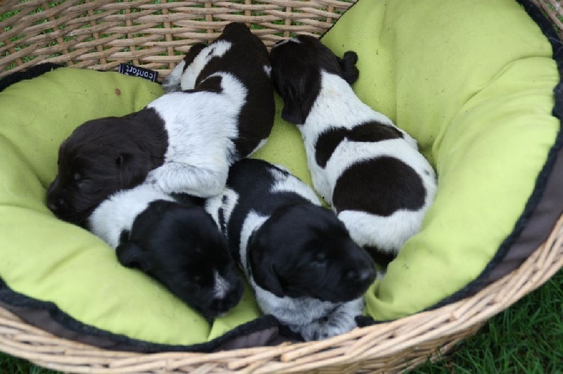 Chiot Chien d'arrêt allemand à poil dur du Marais de Saintonge