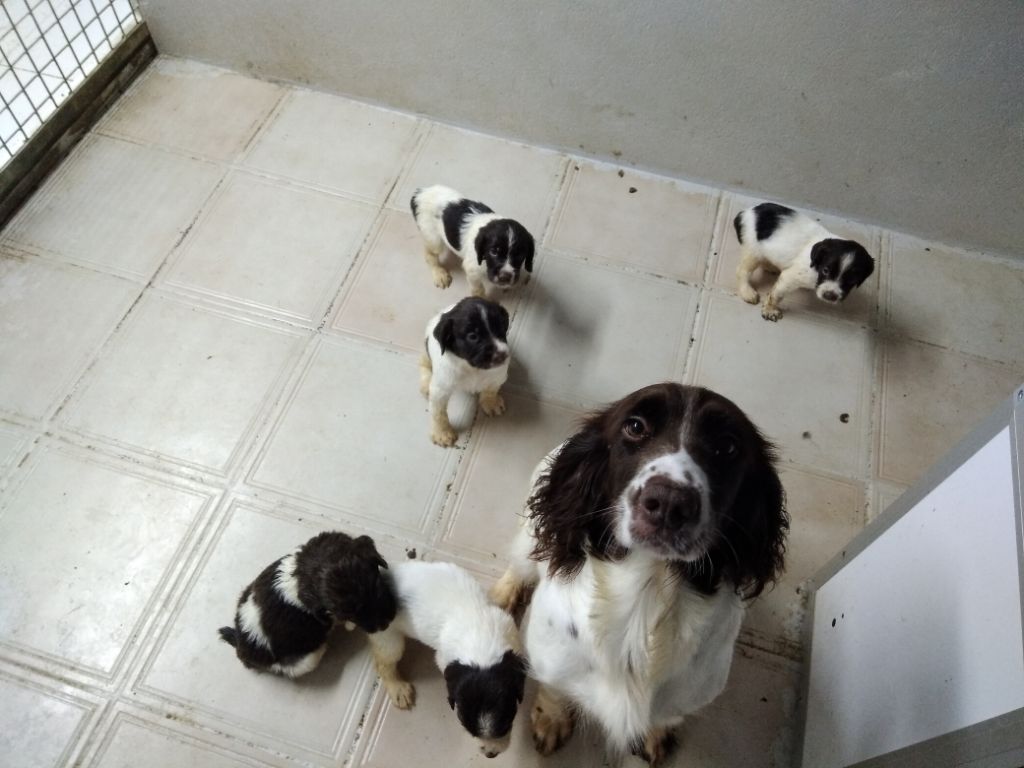 du Marais de Saintonge - English Springer Spaniel - Portée née le 04/12/2018