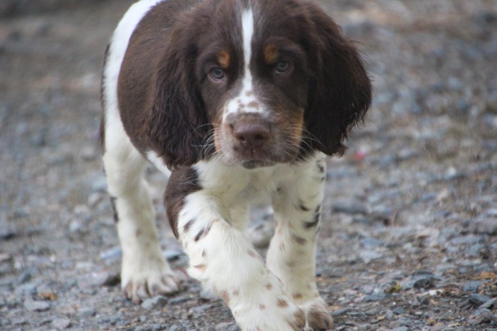 du Marais de Saintonge - English Springer Spaniel - Portée née le 02/07/2019