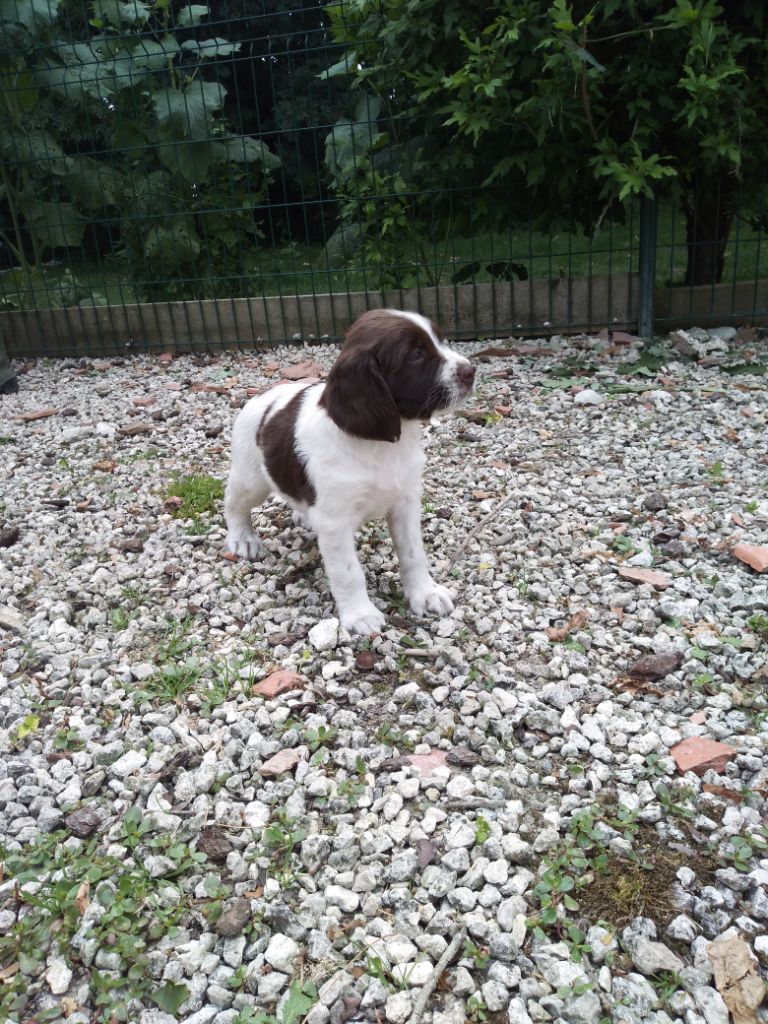 du Marais de Saintonge - English Springer Spaniel - Portée née le 13/05/2019