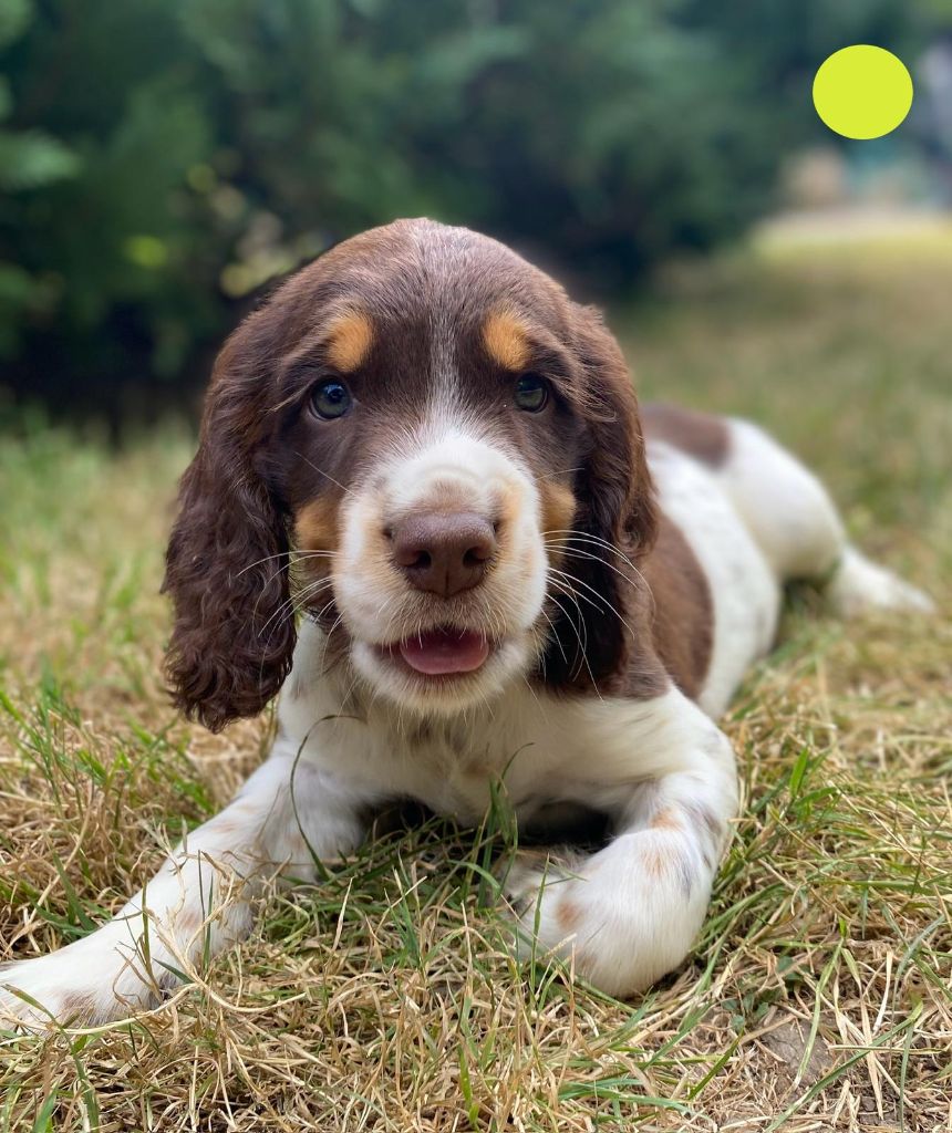 du Marais de Saintonge - Chiots disponibles - English Springer Spaniel