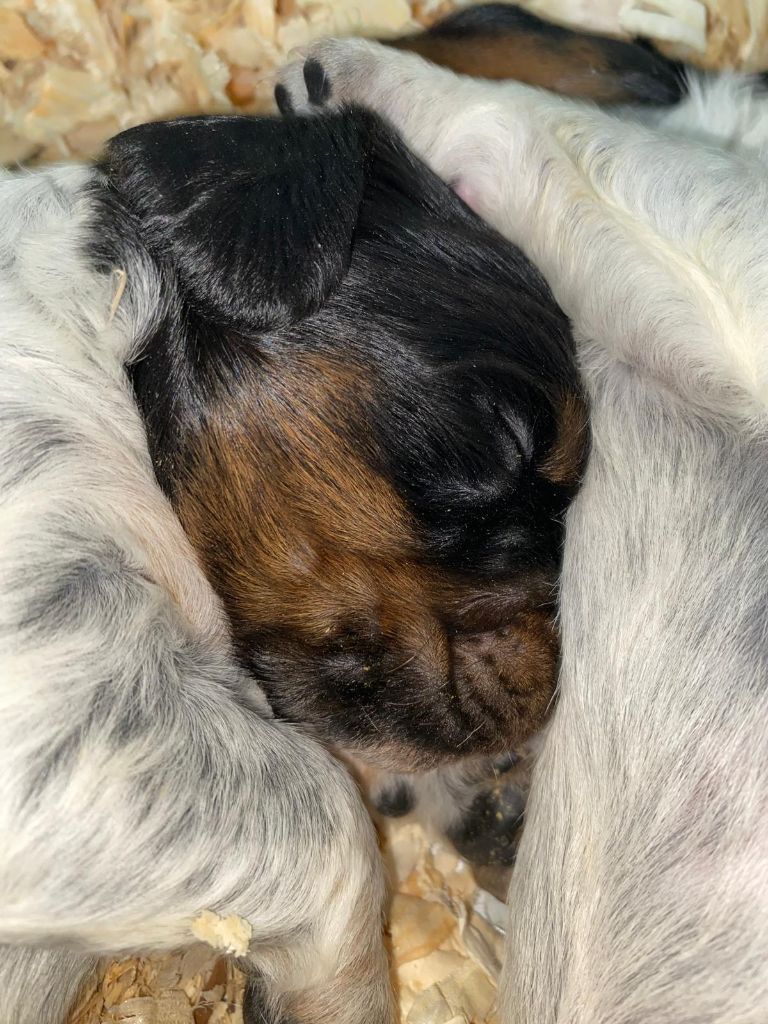 du Marais de Saintonge - Chiots disponibles - Epagneul Breton