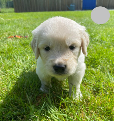 Chiot N°1