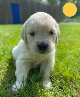 Chiot N°2