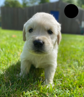 Chiot N°3