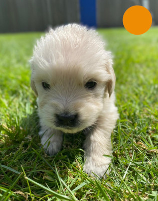 Chiot N°4