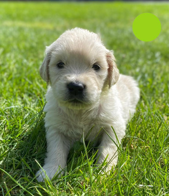 Chiot N°5