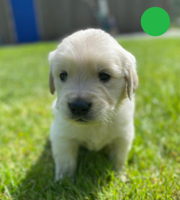 Chiot N°6