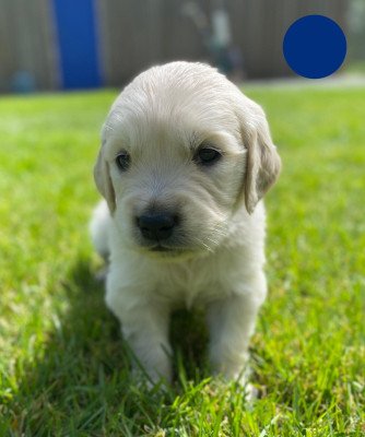 Chiot N°7