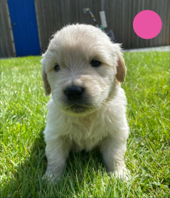 Chiot N°8