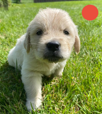 Chiot N°9