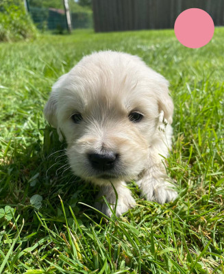 Chiot N°10