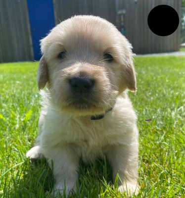Chiot N°1
