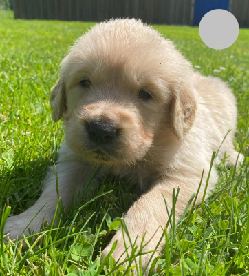 Chiot N°2