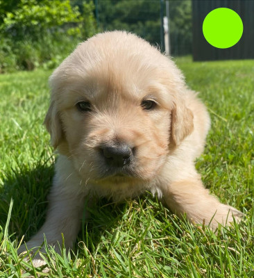 Chiot N°3