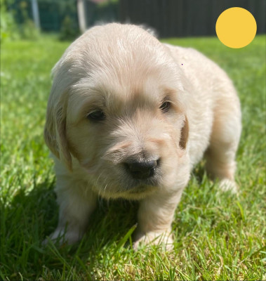 Chiot N°4