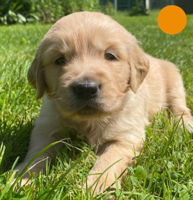 Chiot N°5