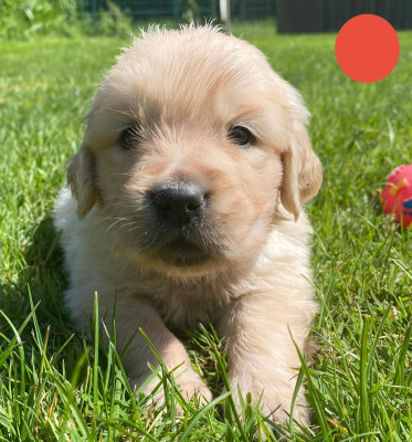 Chiot N°7