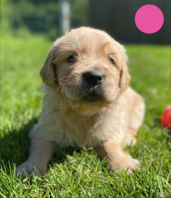 Chiot N°6