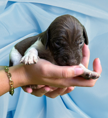 Chiot N°1
