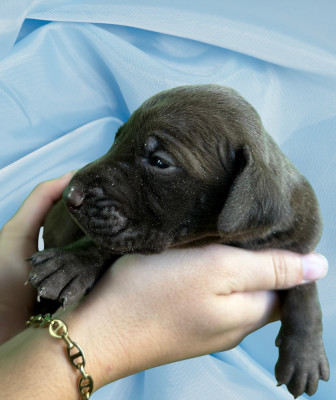Chiot N°2